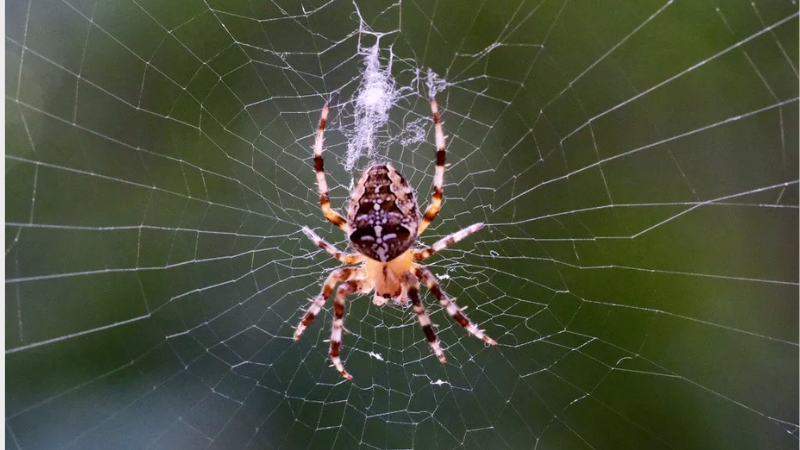 Gel feito com teia de aranha consegue regenerar fibras do corpo humano
