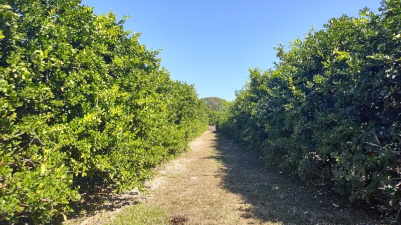 Graças à pesquisa, Mato Grosso terá limão tahiti resistente à gomose