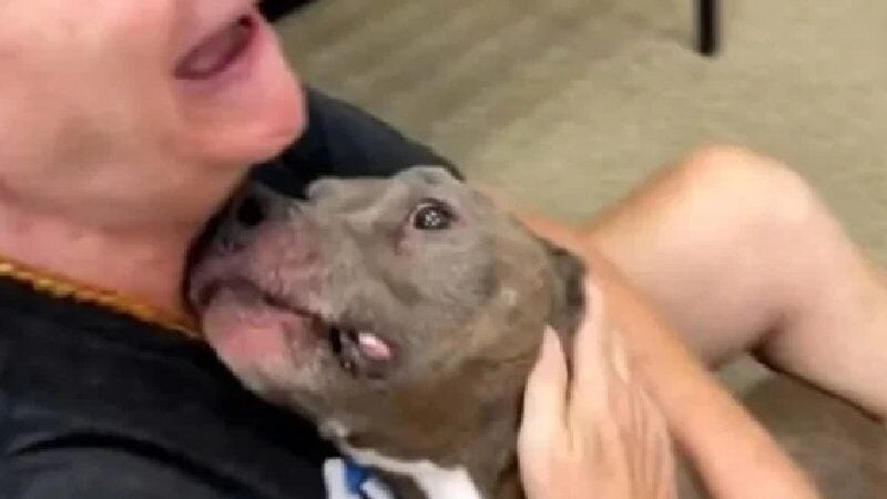 Mulher chora ao reencontrar cão perdido há 8 anos. Separe o lencinho!