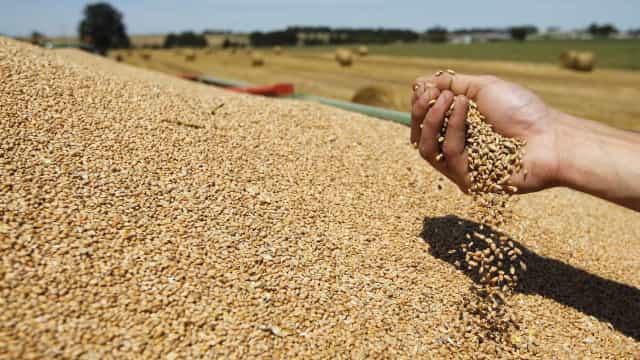 Autossuficiência na produção de trigo será alcançada em até 5 anos