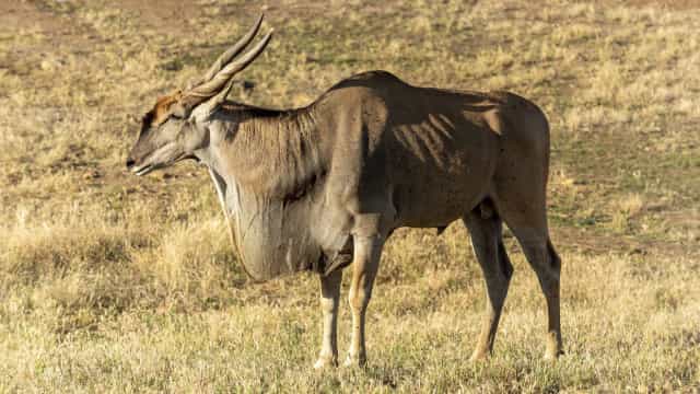 Homem morre após ser atacado por um antílope em parque sueco