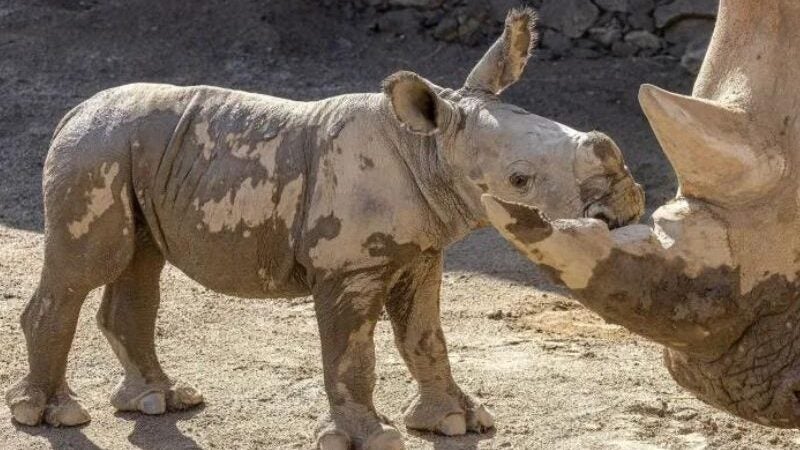 Raro: rinoceronte branco nasce nos EUA. VÍDEO fofo