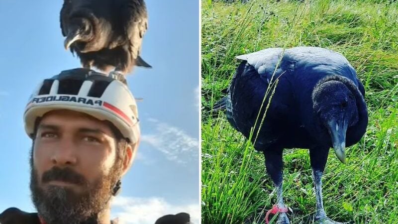 Instrutor de parapente adota bebê urubu achado no lixo e o ensina a voar