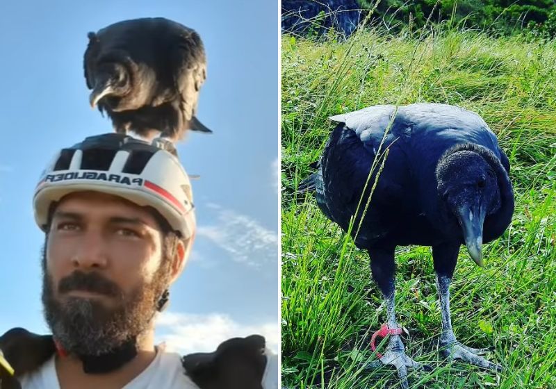 Instrutor de parapente adota bebê urubu achado no lixo e o ensina a voar