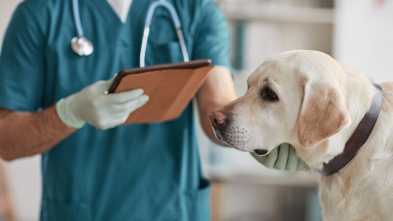 Diagnóstico precoce de osteoartrite canina visa vida longa aos pets