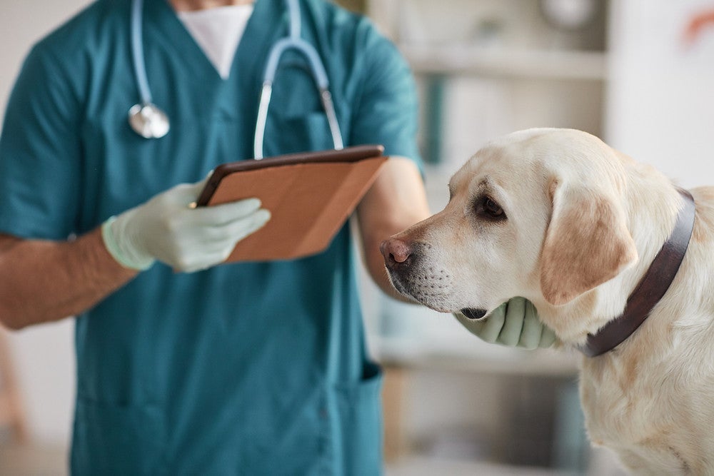 Diagnóstico precoce de osteoartrite canina visa vida longa aos pets