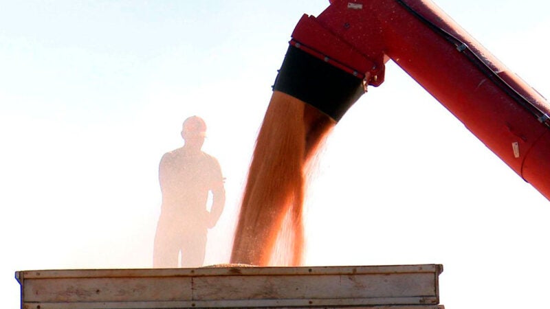 Preço do milho disponível em Mato Grosso sobe, aponta IMEA