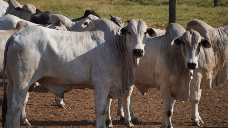 Para aproveitar oportunidades, pecuária em Mato Grosso precisa superar desafios