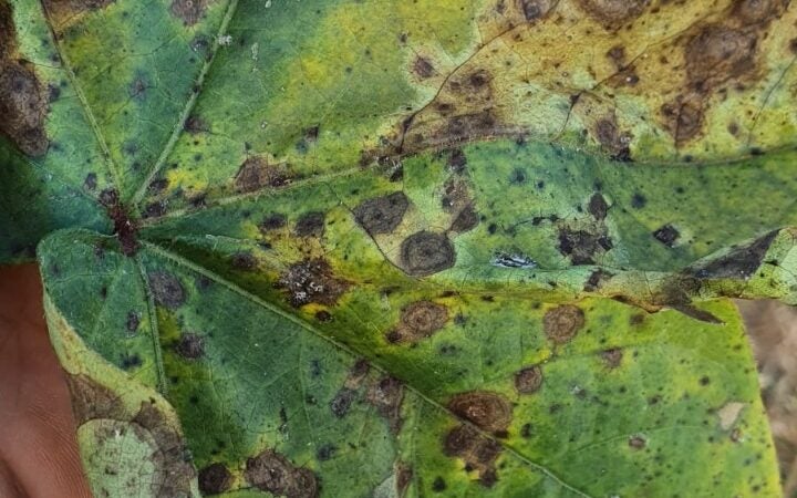 Para alívio do cotonicultor, Ramulária e Mancha alvo quase não afetaram safra 21/22 em MT