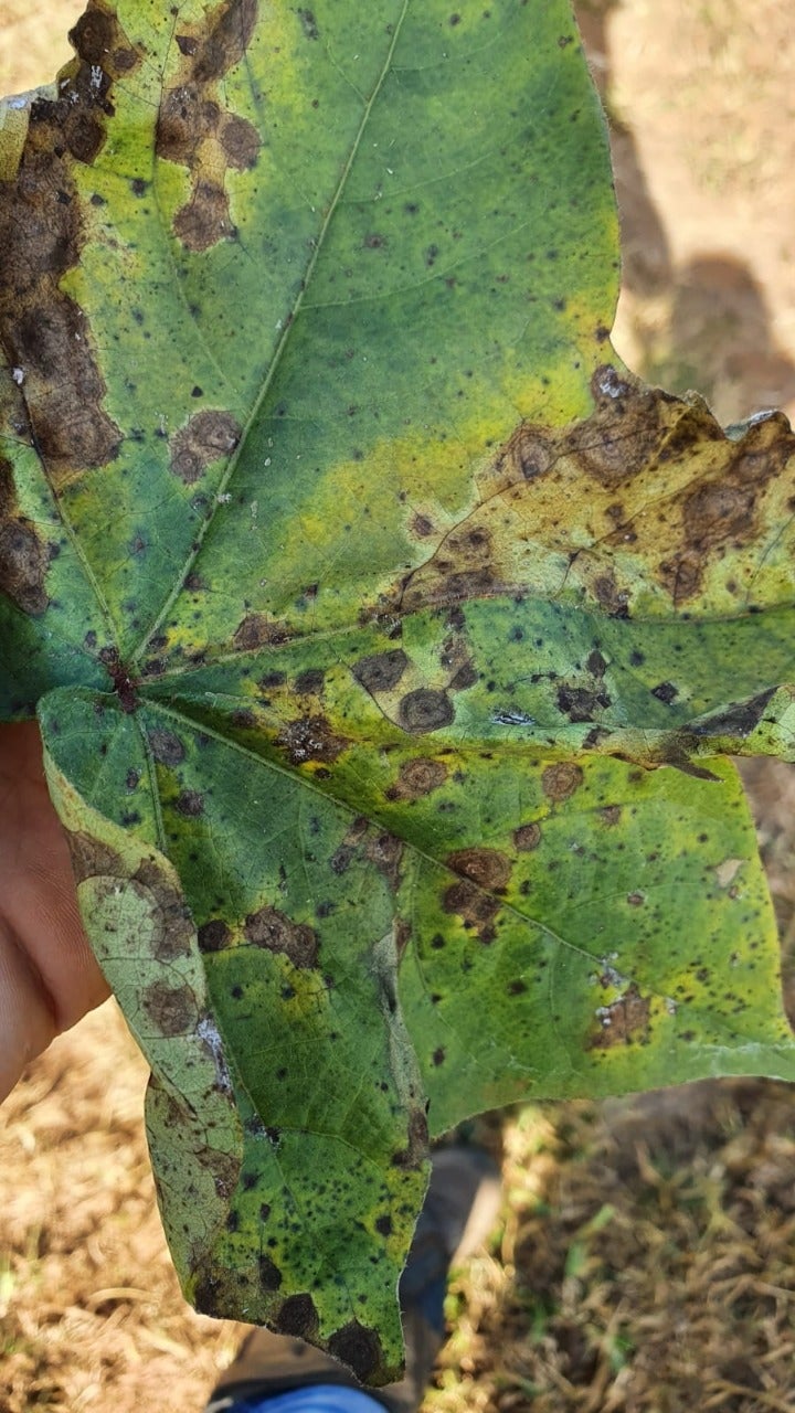 Para alívio do cotonicultor, Ramulária e Mancha alvo quase não afetaram safra 21/22 em MT