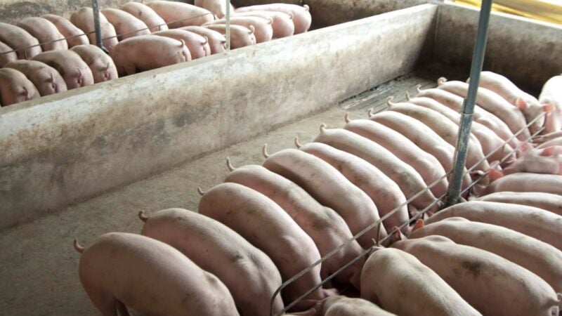 Bem-estar dos suínos começa com uma boa seleção genética