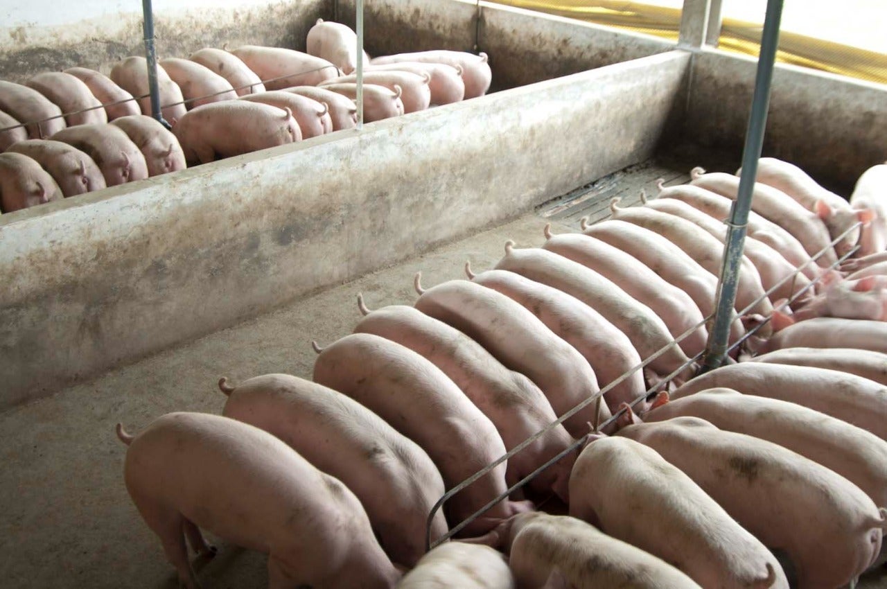 Bem-estar dos suínos começa com uma boa seleção genética