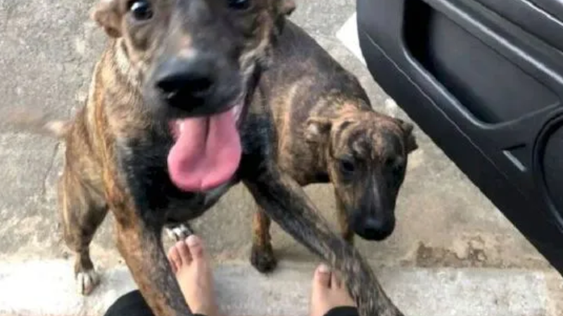 Cadela sapeca foge de casa em MG e volta com ‘irmão gêmeo’