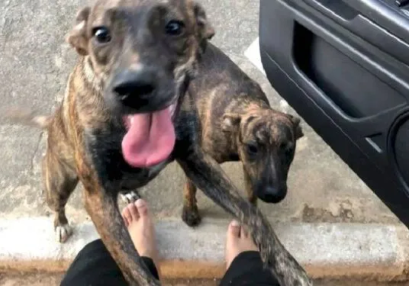 Cadela sapeca foge de casa em MG e volta com ‘irmão gêmeo’