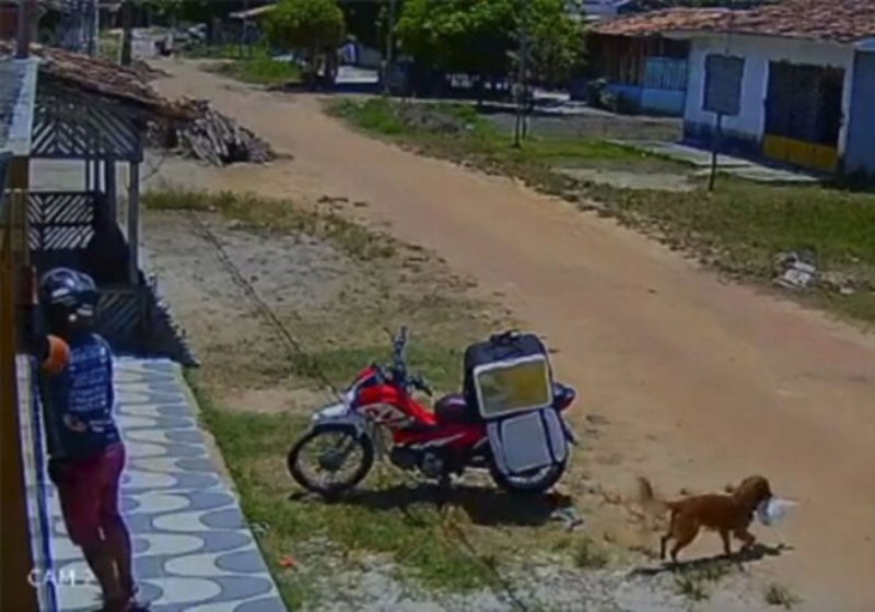 Final feliz no caso do cão que furtou marmita do entregador. Vídeo viral