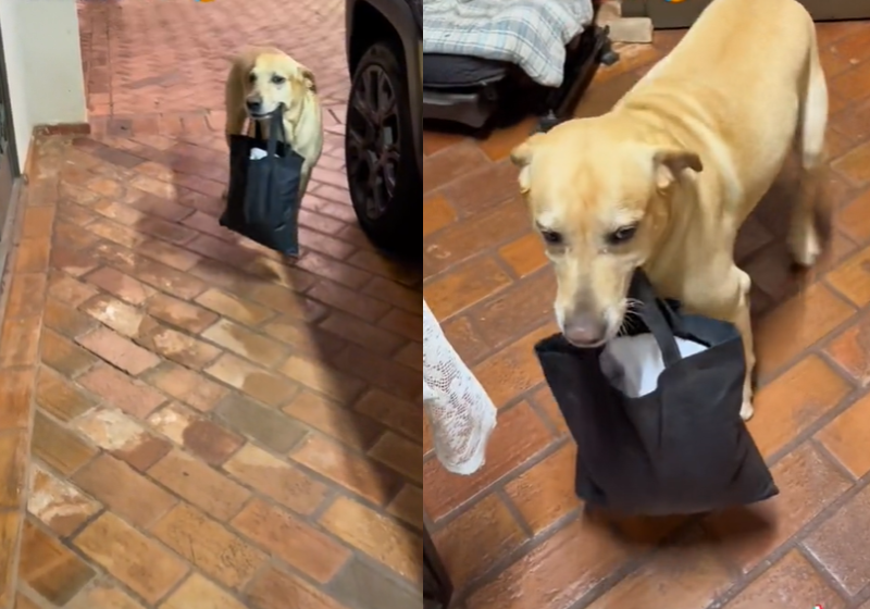 Cão “decide morar” com namorada de tutor e vídeo viraliza. ‘de mala e cuia’