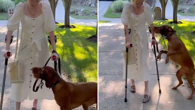 Cão pula de alegria ao ver tutora doente andar de novo. Assista!