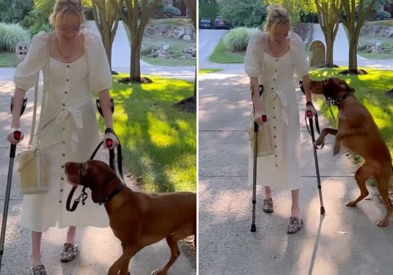 Cão pula de alegria ao ver tutora doente andar de novo. Assista!