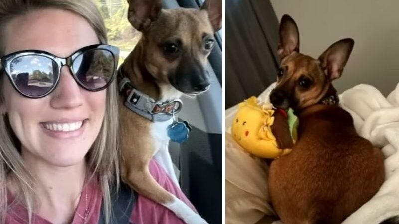 Enfermeira adota cão de paciente em estado terminal e ganha prêmio pela atitude