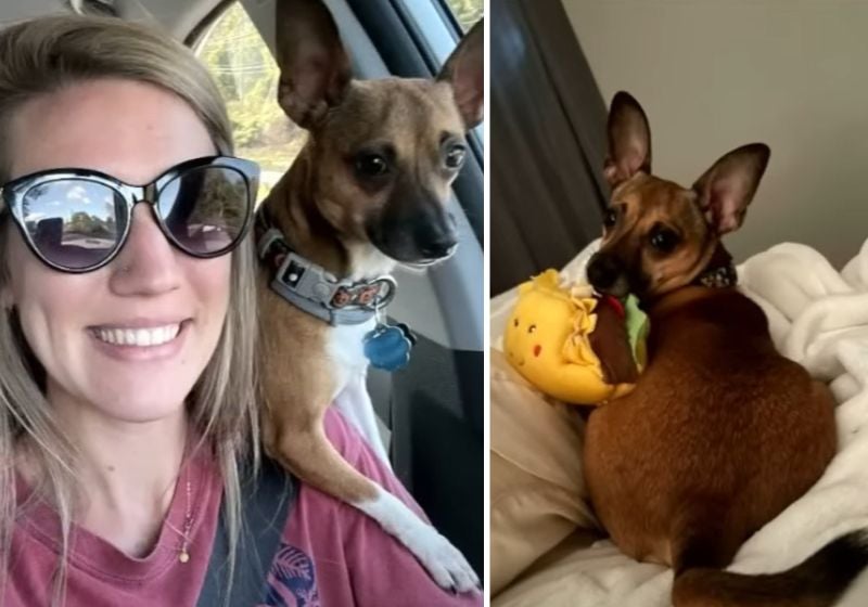 Enfermeira adota cão de paciente em estado terminal e ganha prêmio pela atitude