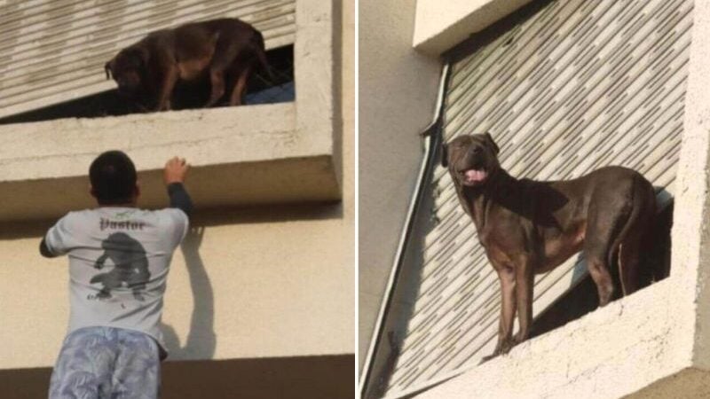 Herói! Entregador escala prédio e salva cão preso do lado de fora de janela