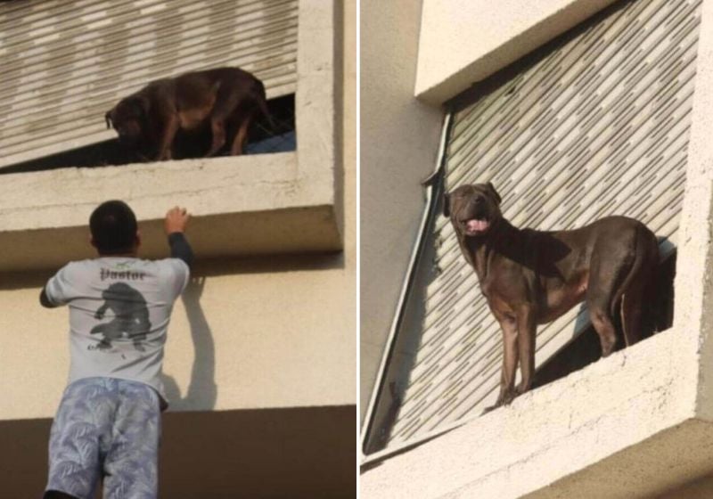 Herói! Entregador escala prédio e salva cão preso do lado de fora de janela