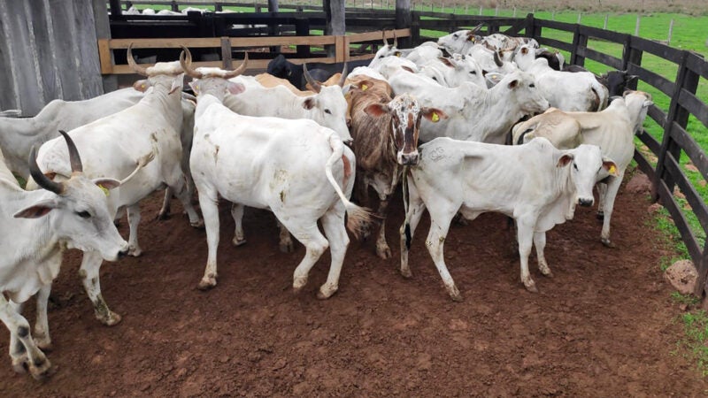 Cai 2,4% mercado de reposição da pecuária em Mato Grosso