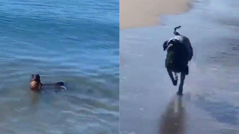Diversão fofa! Foca e cão brincam na praia e vídeo viraliza