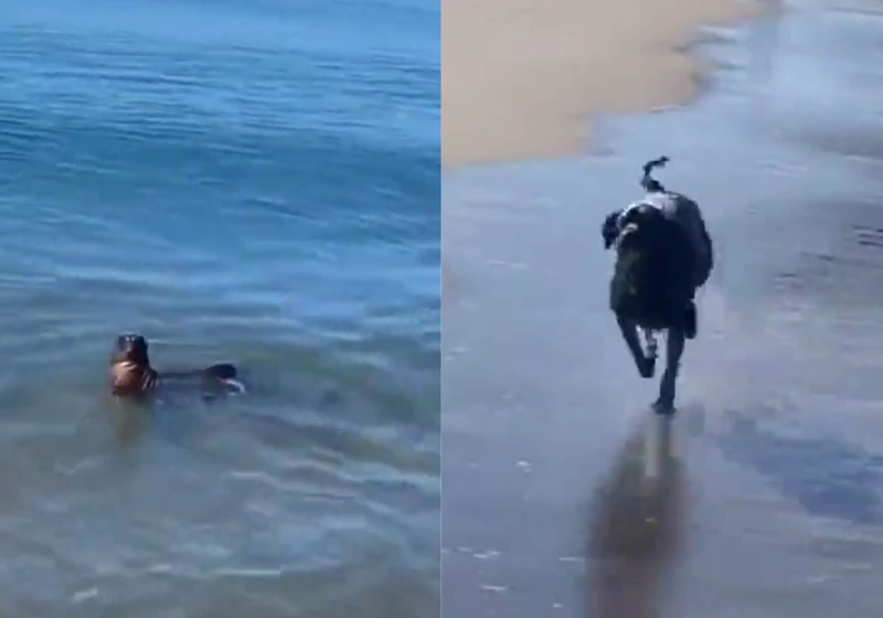 Diversão fofa! Foca e cão brincam na praia e vídeo viraliza