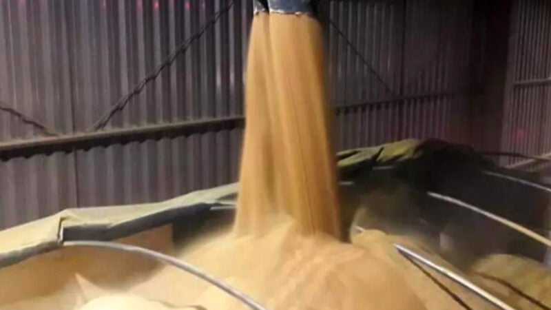 Processamento de milho nas usinas de etanol em Mato Grosso vai 37%, aponta instituto