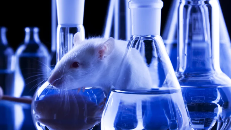 Cientistas criam 1º mamífero do mundo com genes reprogramados