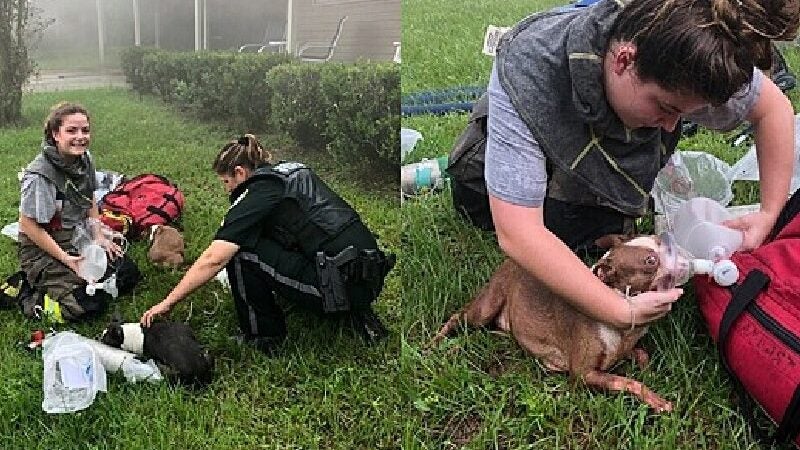 Mulher motorista entra em incêndio e salva 3 filhotes de cão presos