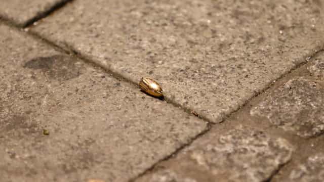 Federação Turca sofre ataque a tiros e ídolo Altintop quase é atingido na cabeça