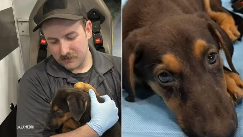 Paramédico adota cachorrinha que havia acabado de perder tutor