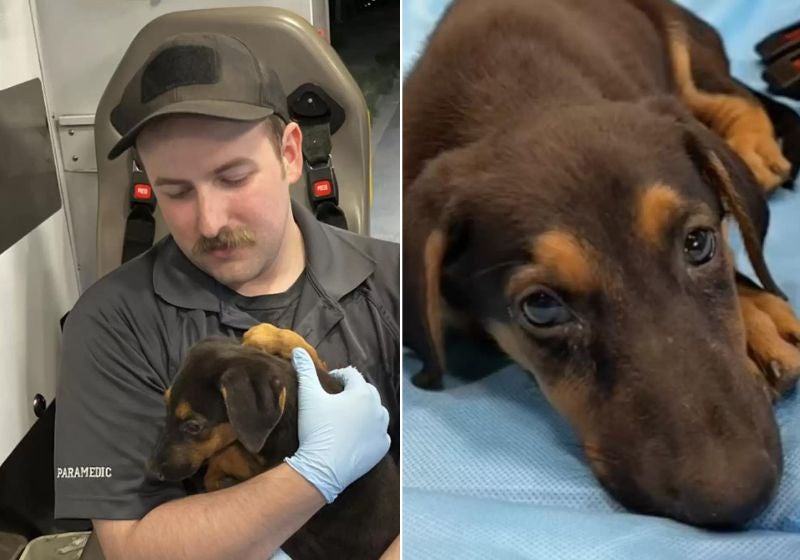 Paramédico adota cachorrinha que havia acabado de perder tutor