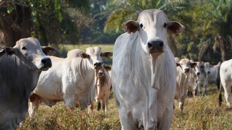 Encontro Técnico vai discutir tecnologias da produção e uso de pastagens em MT