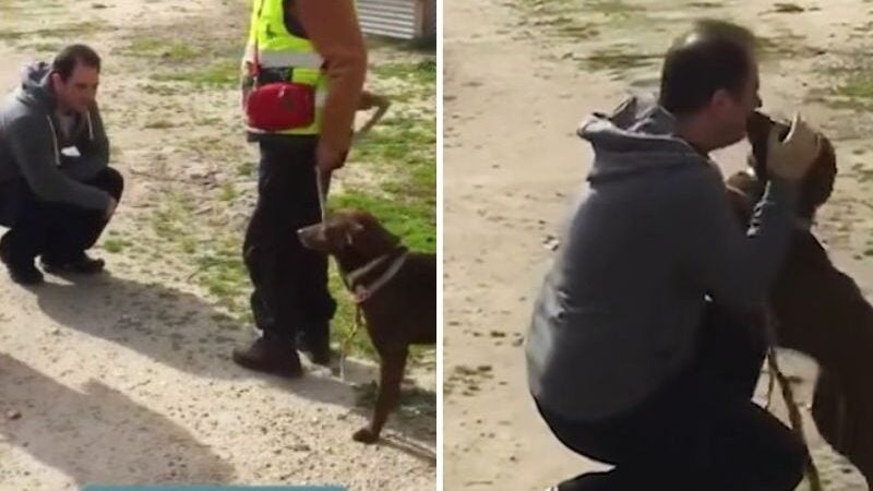 Cão desaparecido reencontra tutor após 3 anos e chora de alegria. Separe o lencinho