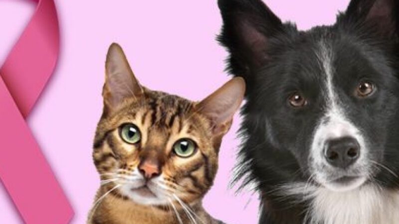 Outubro Rosa Pet: mês de conscientização sobre o câncer de mama também abrange cães e gatos