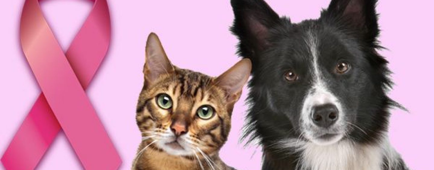 Outubro Rosa Pet: mês de conscientização sobre o câncer de mama também abrange cães e gatos