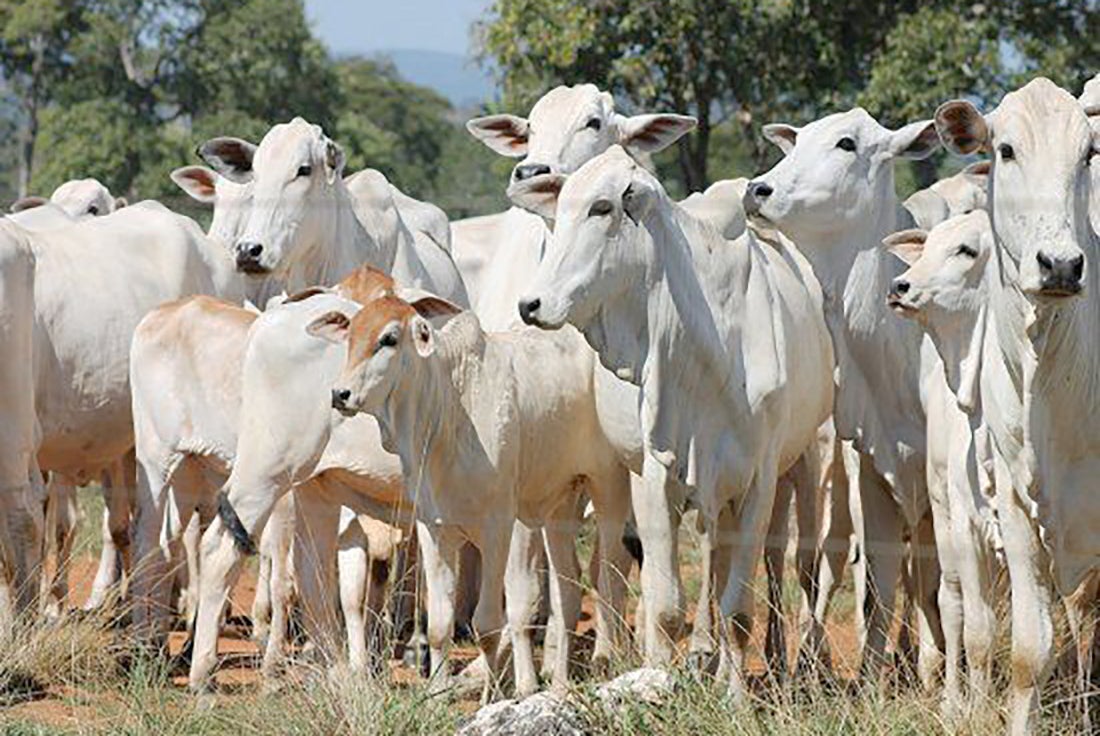 Cotação do boi e vaca em Mato Grosso tem mais uma semana de queda