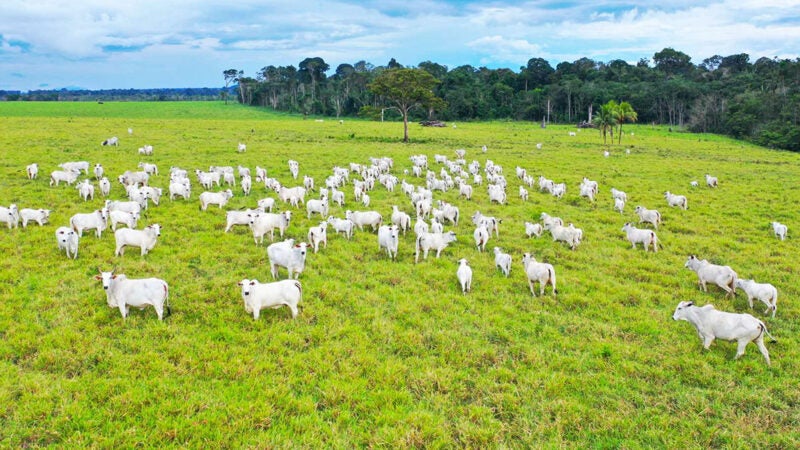 Cotação do boi gordo e vaca em Mato Grosso tem nova queda