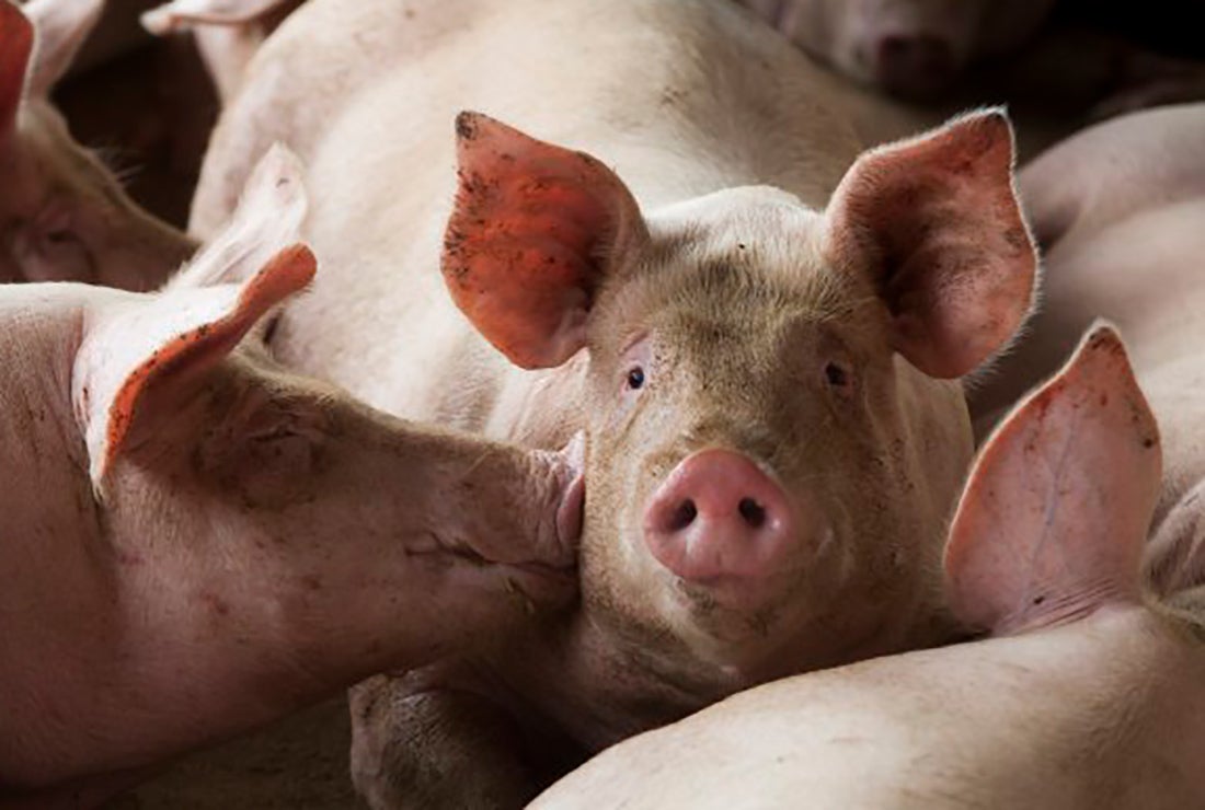 Acrismat solicita redução do ICMS e carne suína nas refeições custeadas pelo governo estadual