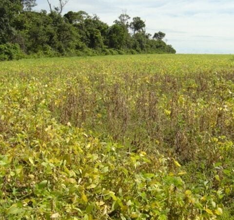 Qual é o melhor momento para realizar a  coleta para diagnose de nematoides da soja?