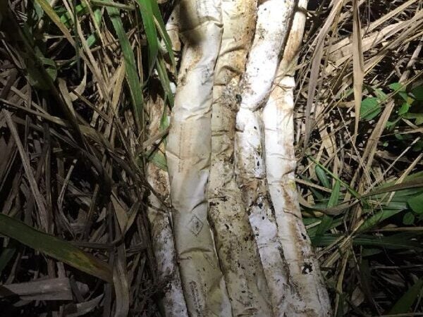 Polícia Militar de Guarantã do Norte apreende 30 quilos de explosivos