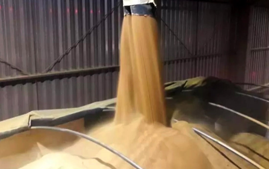 Milho disponível em Mato Grosso cai 1,6% e média vai a R$ 63