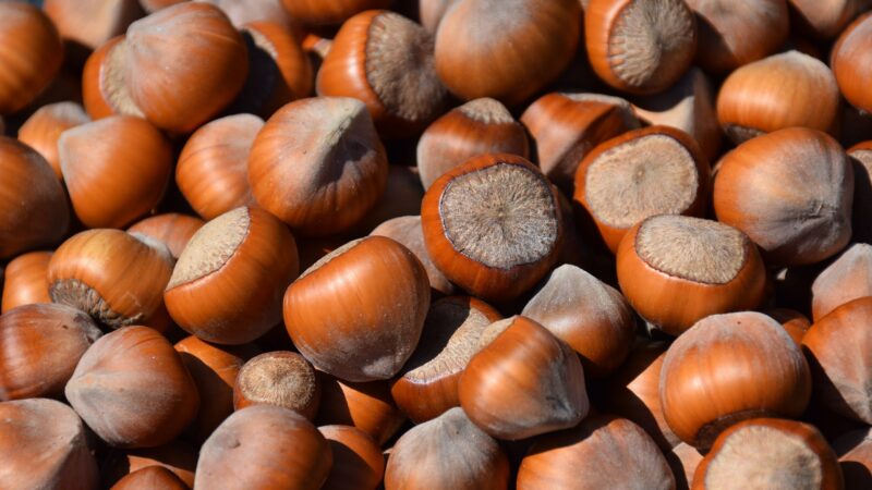 Tecnologia brasileira é destaque no Congresso Internacional de Avelã de 2022