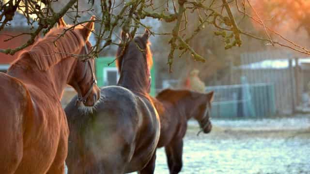 Jóquei quebra quatro costelas após acidente em prova de turfe no Rio