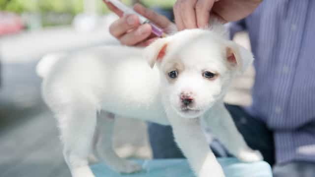 Vacinação de cães e gatos contra a raiva despenca sem campanha em SP