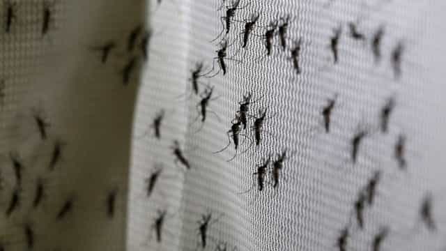 Mosquitos infectados com bactéria reduzem incidência de dengue e chikungunya no RJ