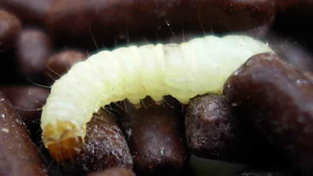 Alunos da Faetec no Rio denunciam ter recebido merenda com mofo e larvas
